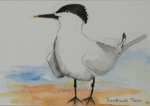 Sandwich tern, watercolour