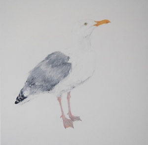 Seagull! oil and gesso on linen, 60 cm x 60cm